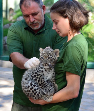 Illustration for article titled ZOMG BABY OCELOT AND BABY LEOPARD!!!